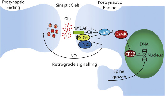 BowTiedNeuron | Neuroscientist tweet media