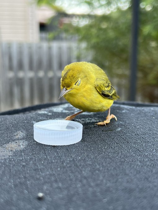 And to start off my birthday .. ~ taking care of this little warbler that flew into my window !!   He