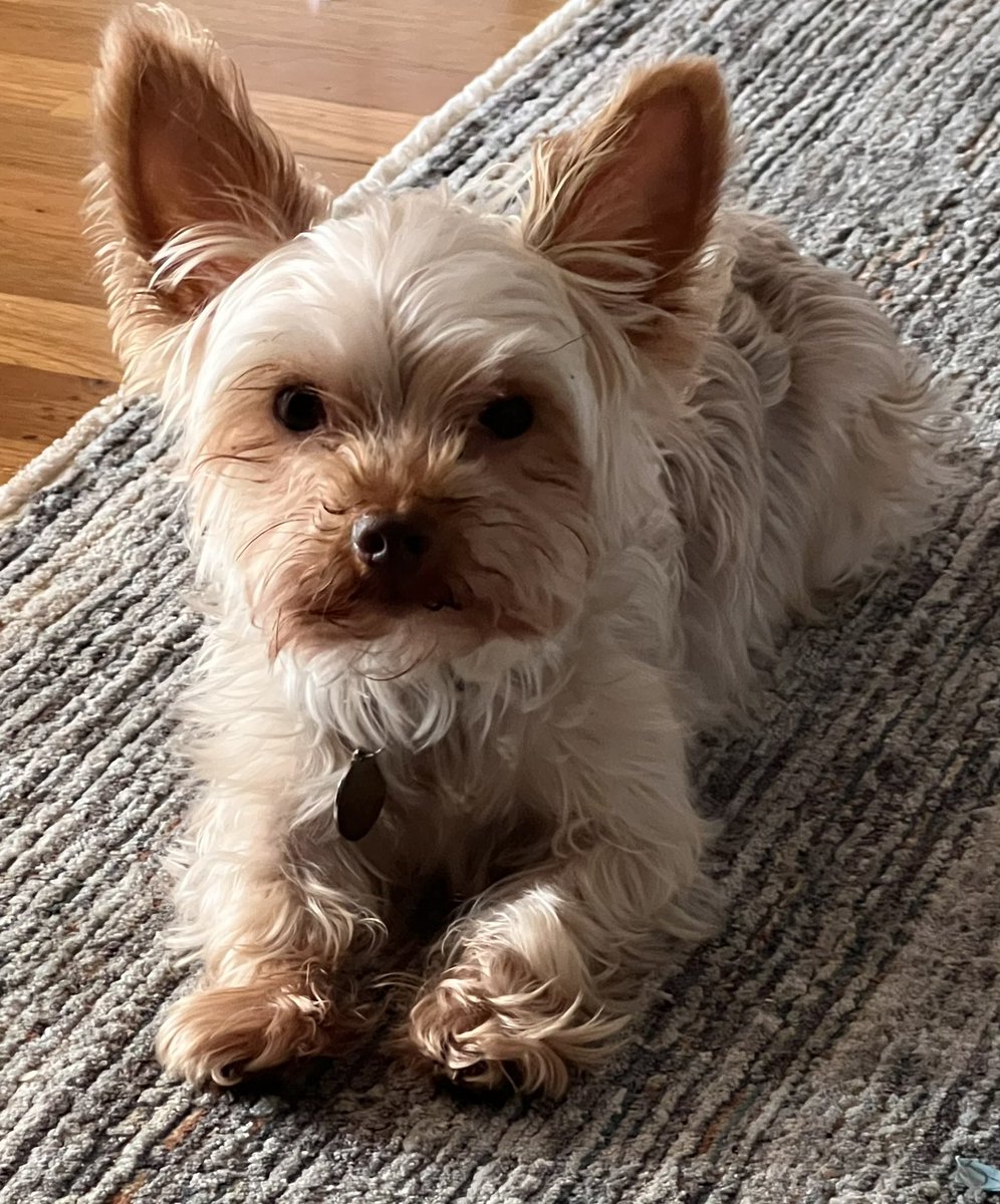 lisacoots's tweet photo. @buitengebieden Our sweet boy, Oliver https://t.co/y4sCtX86ql