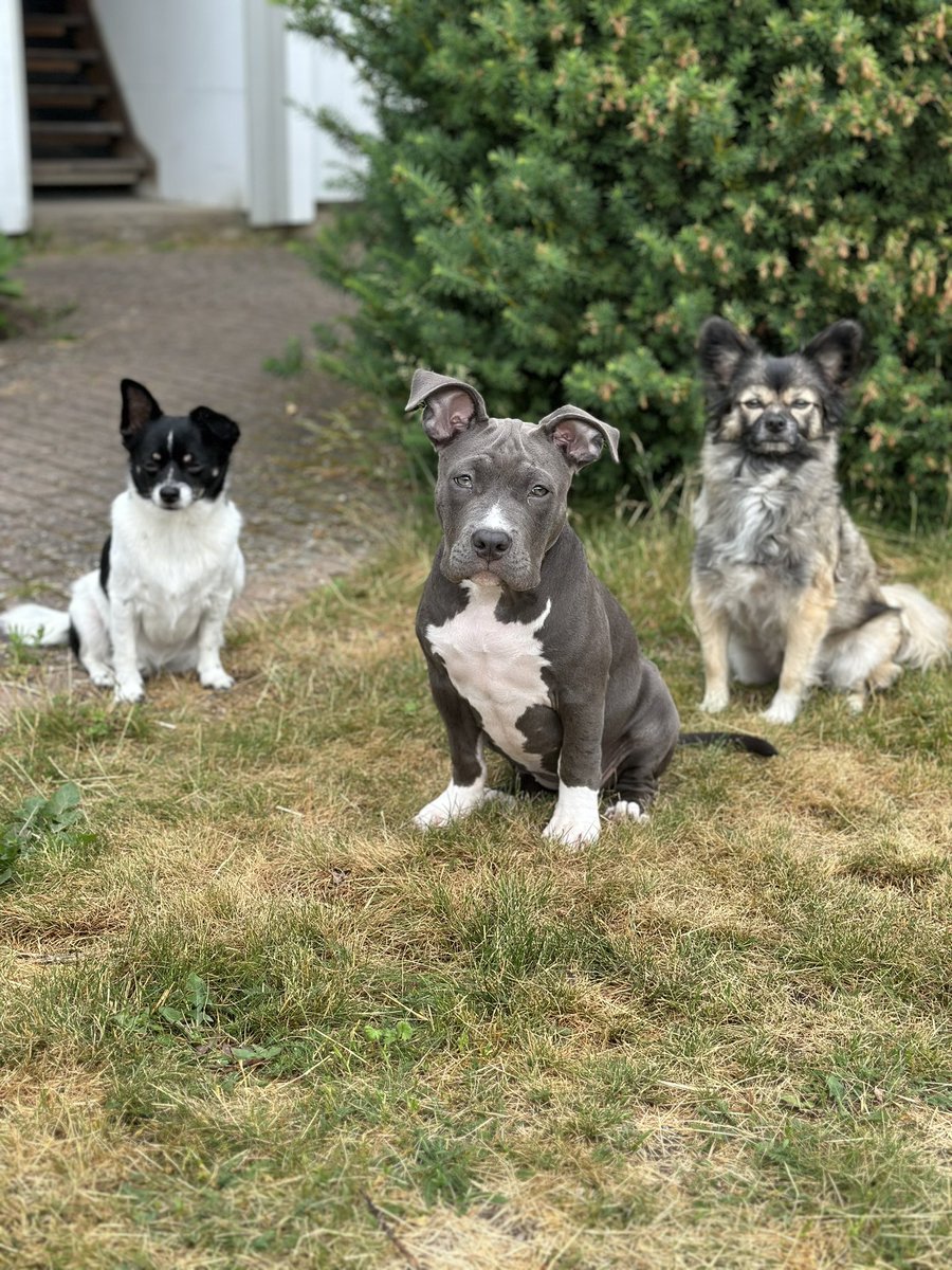 Josefinfint's tweet photo. @buitengebieden Elvis, Inka and Gucci ❤️ https://t.co/cvTHfuvMq2