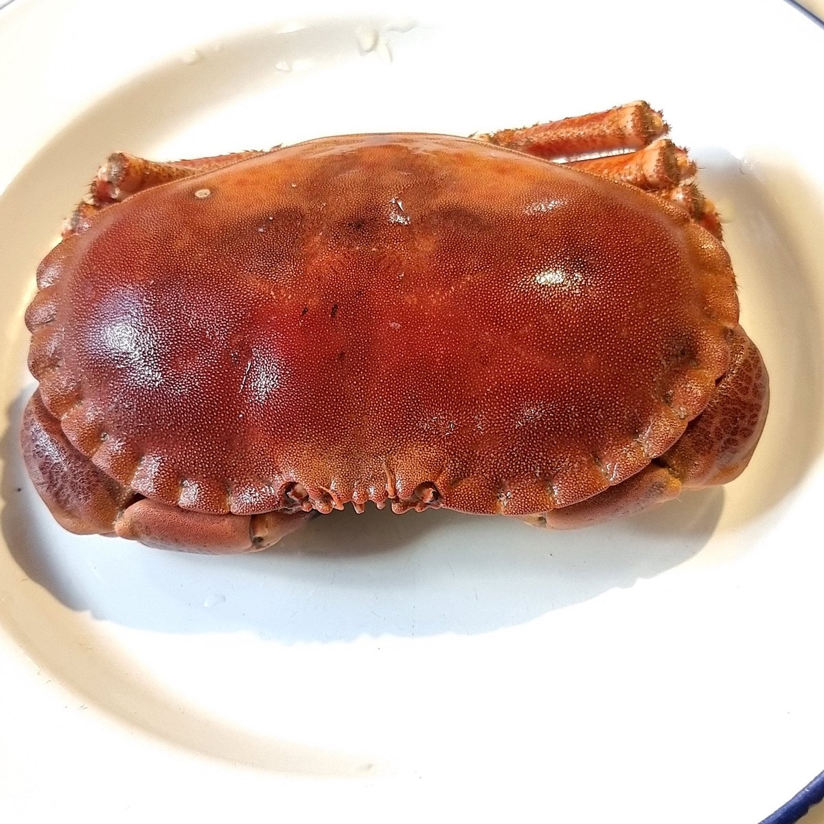 Camillo Langone tweet media