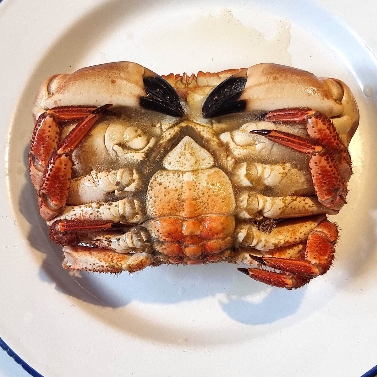 Camillo Langone tweet media