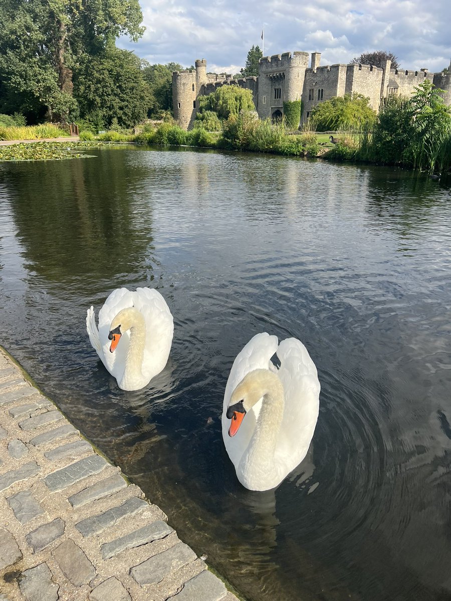 Synchronised perfectly! 🦢🦢 #AllingtonCastle @Natures_Voice