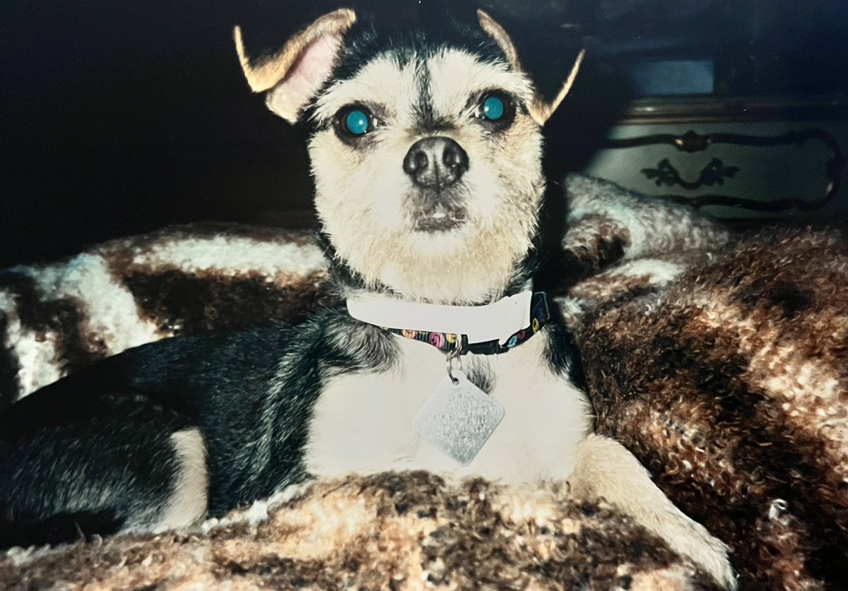 Happy Dog Day Frens! Me, my sister Lilly and my heavenly brother Buck.. #nationaldogday #dogs #rainbowbridge