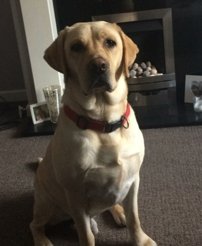 Today, we celebrate our furry friends and their incredible impact on our mental health. 

Studies have shown that spending time with dogs can reduce stress, anxiety, and depression. 

So, take a moment to appreciate the joy that dogs bring into our lives. #NationalDogDay