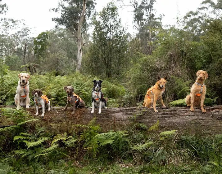 Happy #InternationalDogDay from our @ZoosVictoria Wildlife Detection Dog Squad. 🐕‍🦺🐾
Moss, Sugar, Daisy, Finn, Kip & Eddy work with species including Broad-toothed rats, Baw Baw frogs, Platypus, Vic Grassland Earless Dragons, Tasmanian devils & more! 💚 #conservationdogs #WildOz