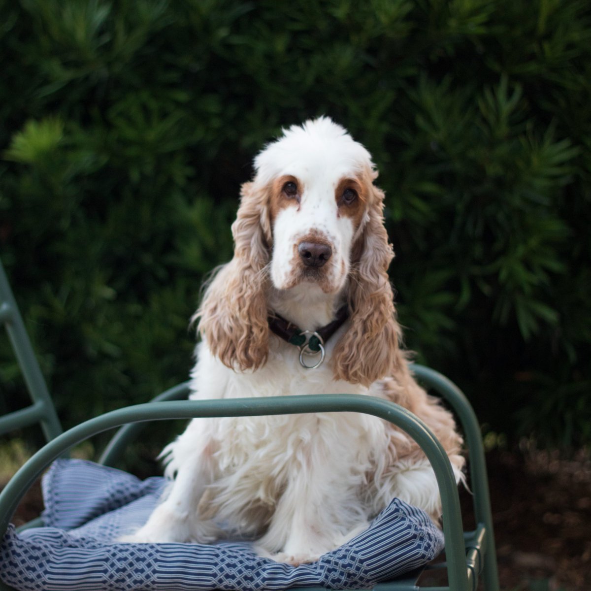 At Earth's Ally, we know that family is a four-legged word, which is why we're committed to creating formulas that are safe for people AND pets.

In honor of #NationalDogDay, say hello to Sweetie, Benny, and Roy 🐾
