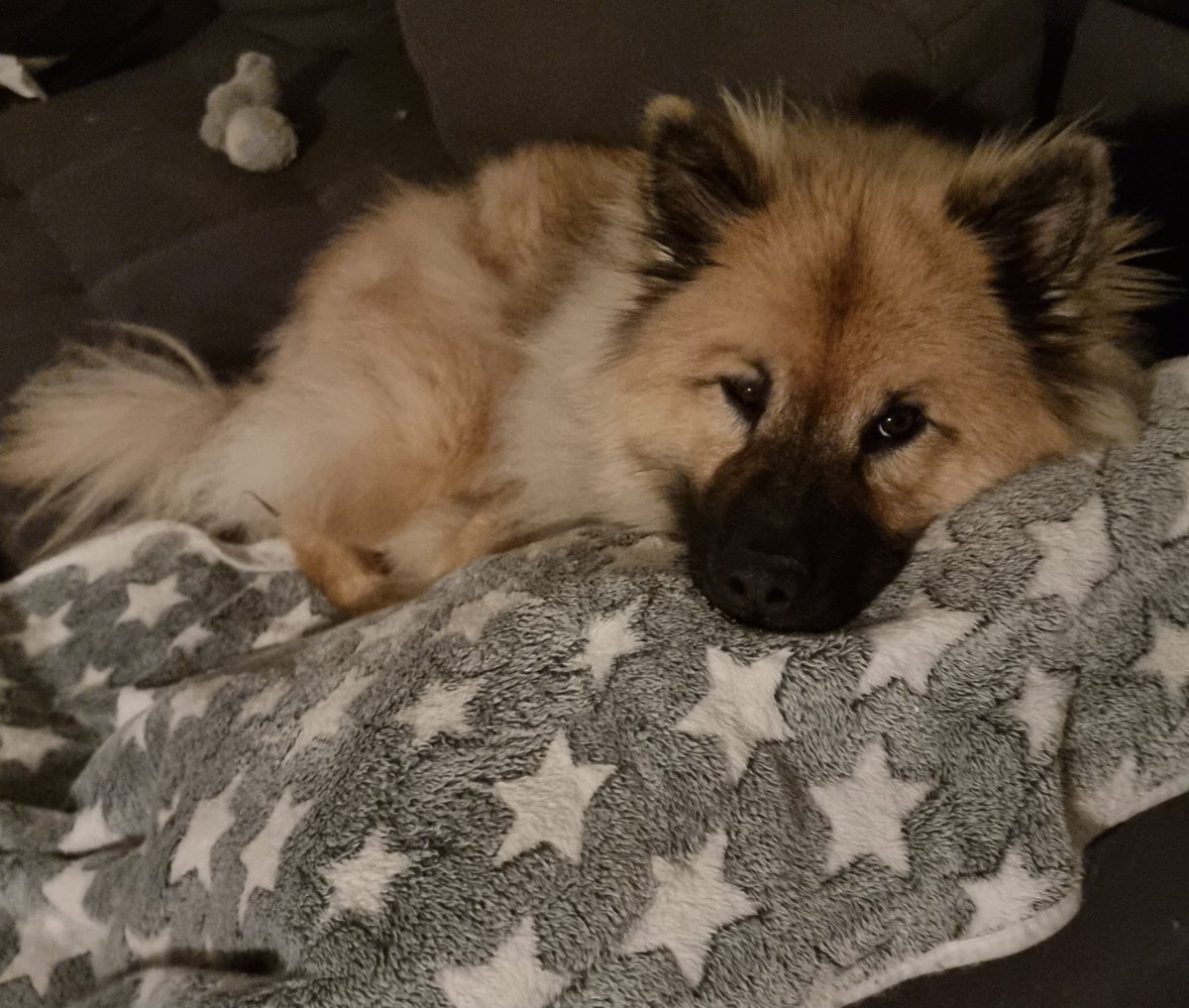 Shisheyu tweet media