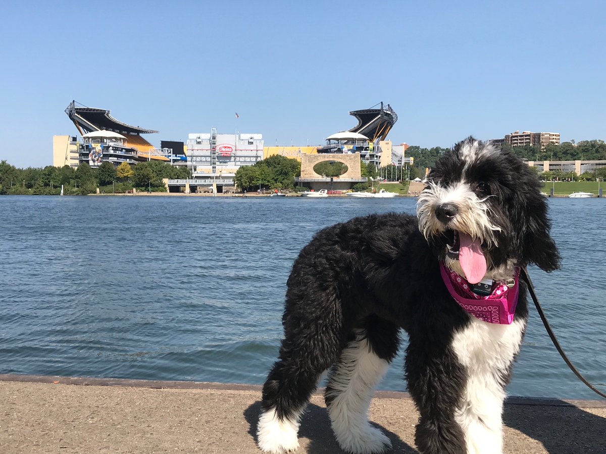 incap_group's tweet photo. 🐾 Happy International Dog Day from Incap Corporation! 🐶

Today, we're celebrating our furry friends who fill our lives with joy and pawsitivity. 🐕 Check out the adorable photos of our furry friends, shared by our Incap family.👇

#InternationalDogDay #DogsOfIncap #IncapRocks https://t.co/CkR4yEL3s2