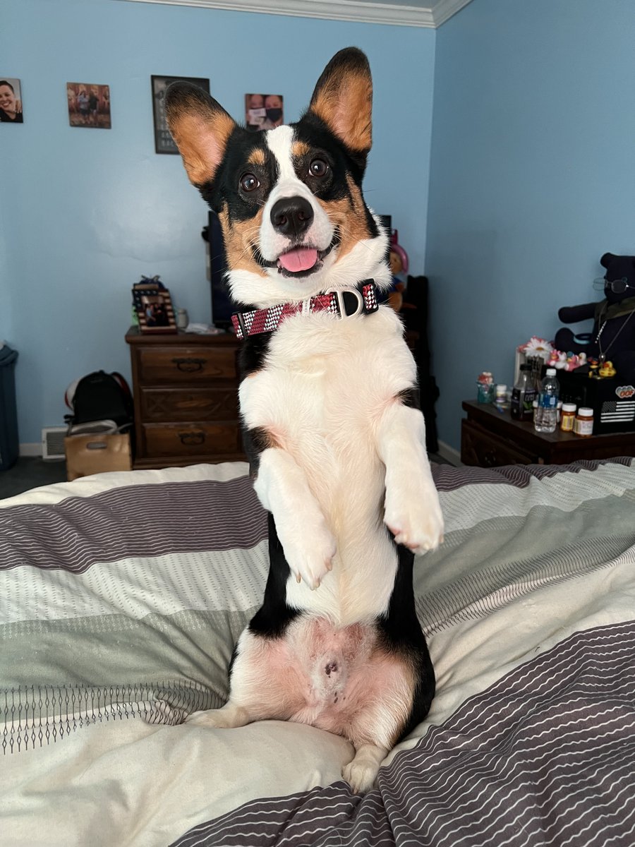 incap_group's tweet photo. 🐾 Happy International Dog Day from Incap Corporation! 🐶

Today, we're celebrating our furry friends who fill our lives with joy and pawsitivity. 🐕 Check out the adorable photos of our furry friends, shared by our Incap family.👇

#InternationalDogDay #DogsOfIncap #IncapRocks https://t.co/CkR4yEL3s2