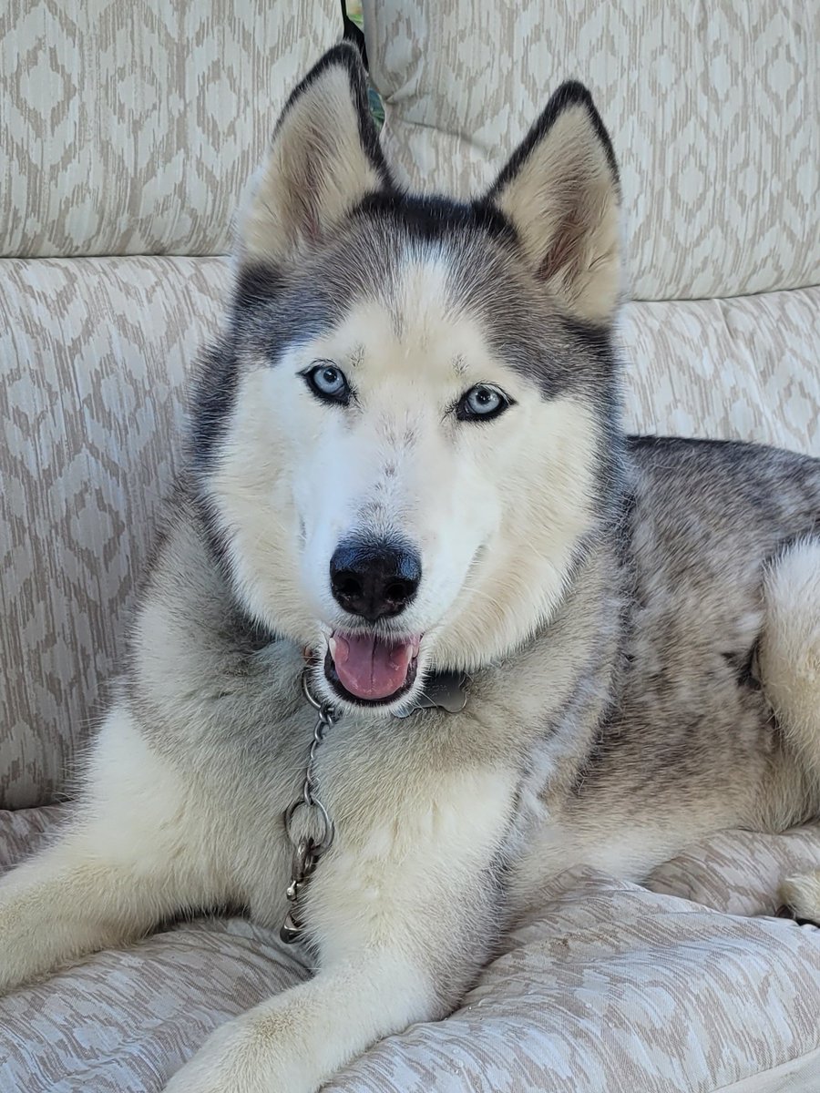 incap_group's tweet photo. 🐾 Happy International Dog Day from Incap Corporation! 🐶

Today, we're celebrating our furry friends who fill our lives with joy and pawsitivity. 🐕 Check out the adorable photos of our furry friends, shared by our Incap family.👇

#InternationalDogDay #DogsOfIncap #IncapRocks https://t.co/CkR4yEL3s2