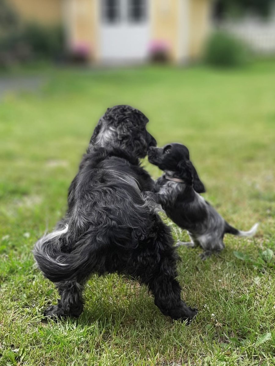 incap_group's tweet photo. 🐾 Happy International Dog Day from Incap Corporation! 🐶

Today, we're celebrating our furry friends who fill our lives with joy and pawsitivity. 🐕 Check out the adorable photos of our furry friends, shared by our Incap family.👇

#InternationalDogDay #DogsOfIncap #IncapRocks https://t.co/CkR4yEL3s2