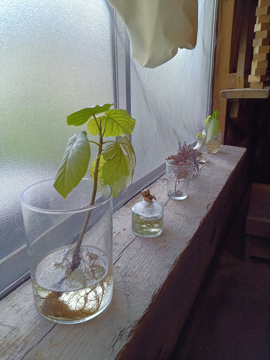 kokusizu2's tweet photo. 8/26は、#福岡県 #篠栗町 のカフェ、#bubudecoffee で、貴重な #桃のプリン 🍑🍮が再販されると知り、桃のプリンを予約して、bubude coffee 店内でいただきました。一般席は、他の客がいました。閉店間際で、ペット連れの客は来ないという見込みで、ペット可の席に案内されました。お洒落な席でした。 https://t.co/J3xdDVFDvd