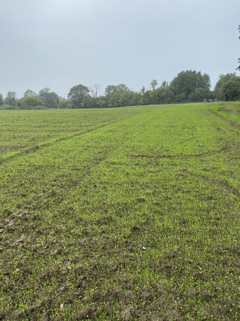 Jack Hayes tweet media