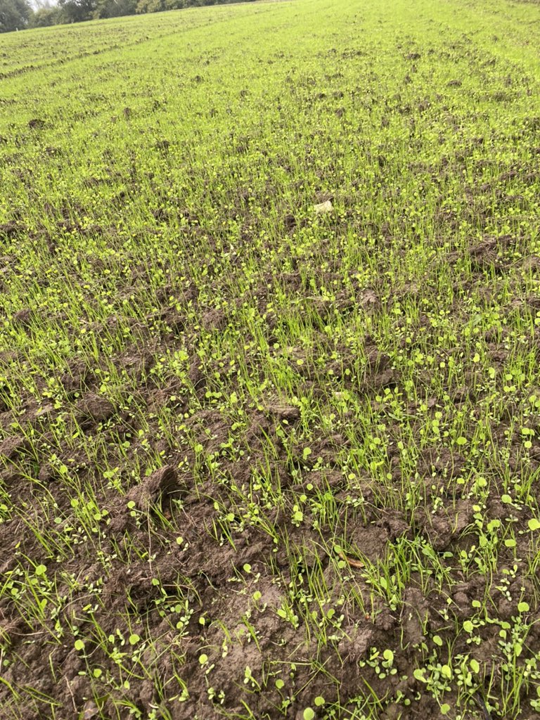 Jack Hayes tweet media