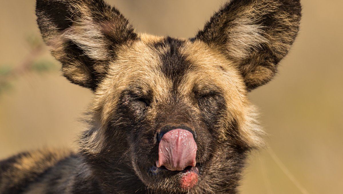 Tswalu's tweet photo. On World Wild Dog Day we can report that all 12 of the wild dog pups born earlier this year are thriving. Head guide, Deirdre Opie, says: “Wild dogs require vast space, which means that Tswalu is the perfect reserve for them.”
#WildlifeConservation #WorldWildDogDay #PaintedWolf https://t.co/eEVzCYGCYX