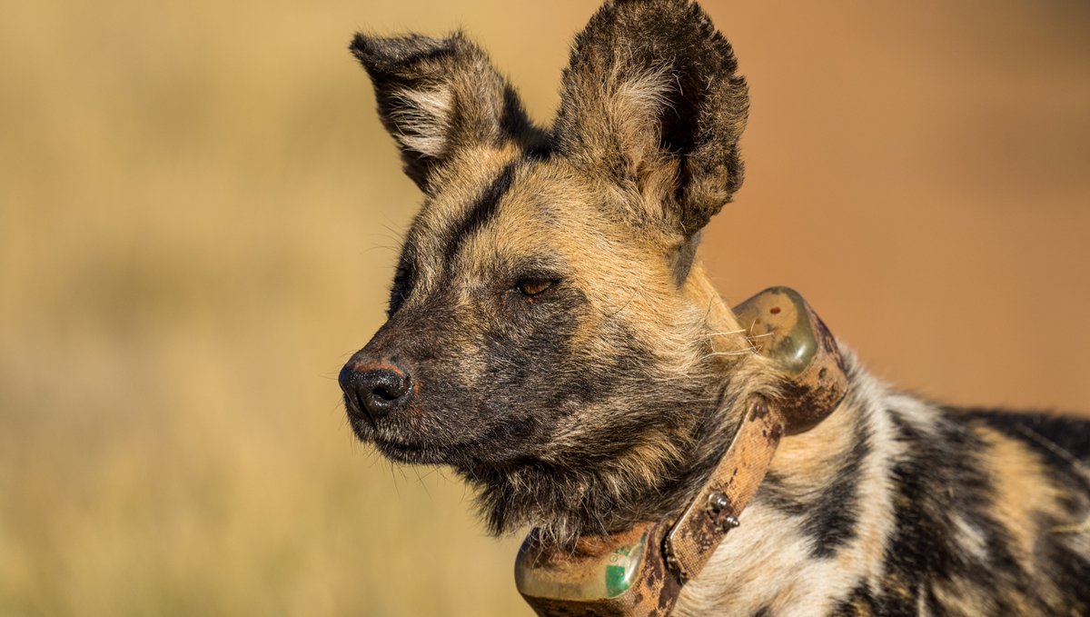 Tswalu's tweet photo. On World Wild Dog Day we can report that all 12 of the wild dog pups born earlier this year are thriving. Head guide, Deirdre Opie, says: “Wild dogs require vast space, which means that Tswalu is the perfect reserve for them.”
#WildlifeConservation #WorldWildDogDay #PaintedWolf https://t.co/eEVzCYGCYX