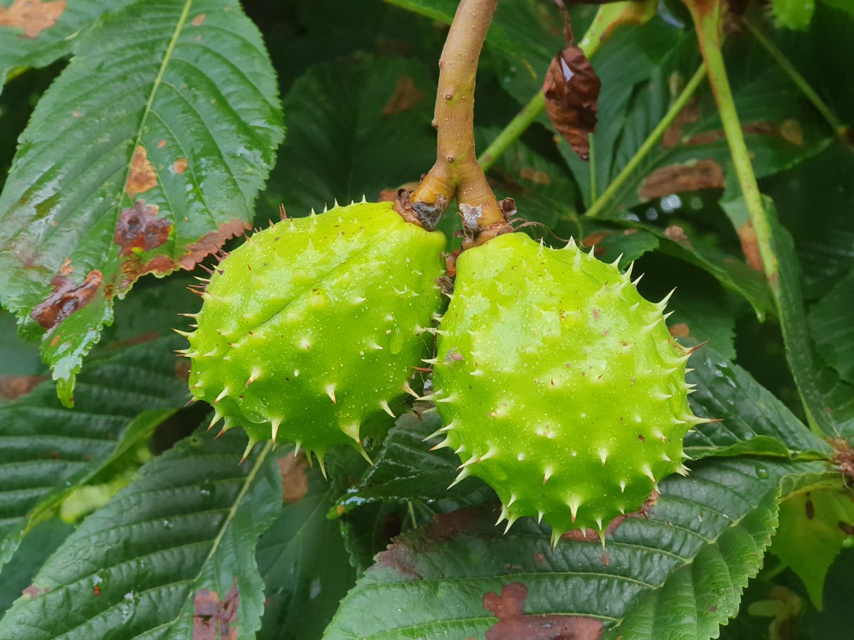 The Tree Testicles are ready to drop 😀😃🙂