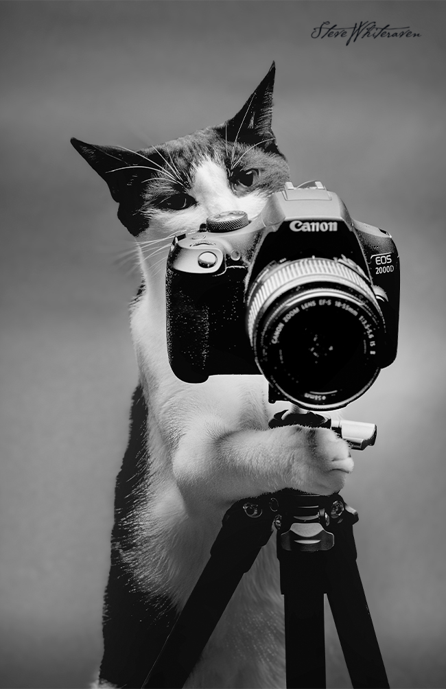 Milosupermodel's tweet photo. @CatWorkers @ryostory1124cat Milo prefers studio work, he is thinking of branching out to food photography....🤣 https://t.co/KdrfnseXV2
