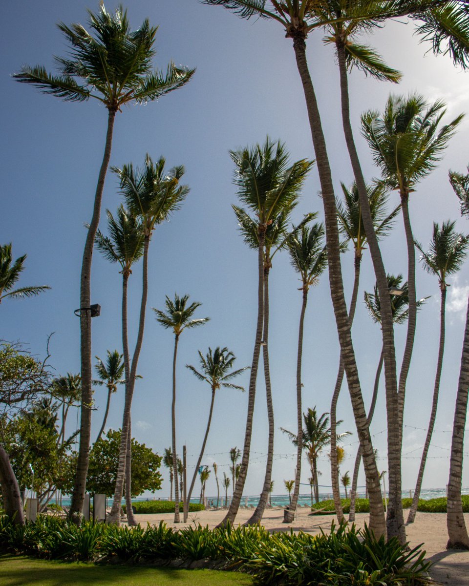 The palm trees welcome you to the tropical destination and serenity of The Westin Punta Cana at #PuntacanaResort ☀️

Reposted from <a href="/westinpuntacana/">The Westin Puntacana</a>