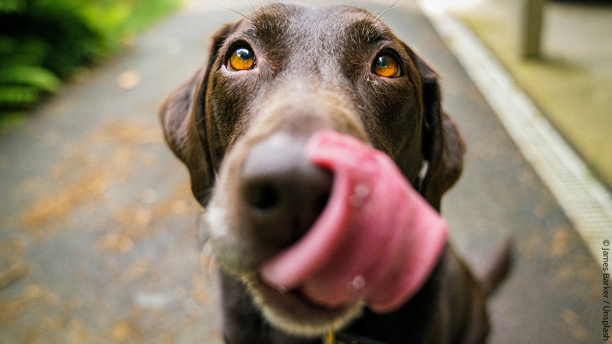 This #InternationalDogDay let’s hear it for the sniffer dogs helping to prevent wildlife crime. 🐕👃 With amazing sniff-ability, Belgian Malinois are highly effective at tracking, whilst Labradors are top-notch at detecting illegal wildlife products. 🙌