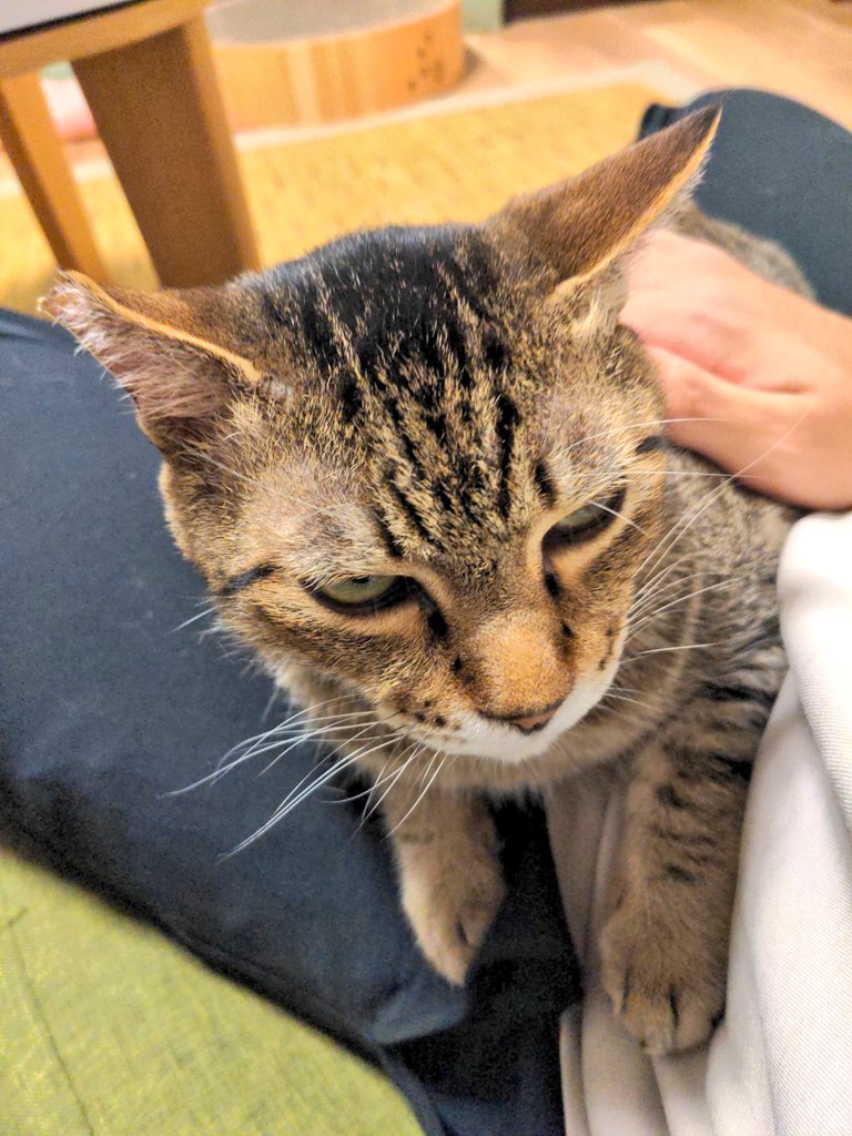 catteriaYs's tweet photo. 後ろ足で力強く引っ掻くので、耳の入口あたりに時々血が滲んでいます https://t.co/bbZWwJl7pI