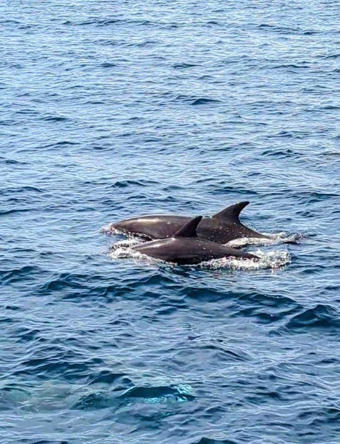 Sarah Pelaccia-Reaume tweet media