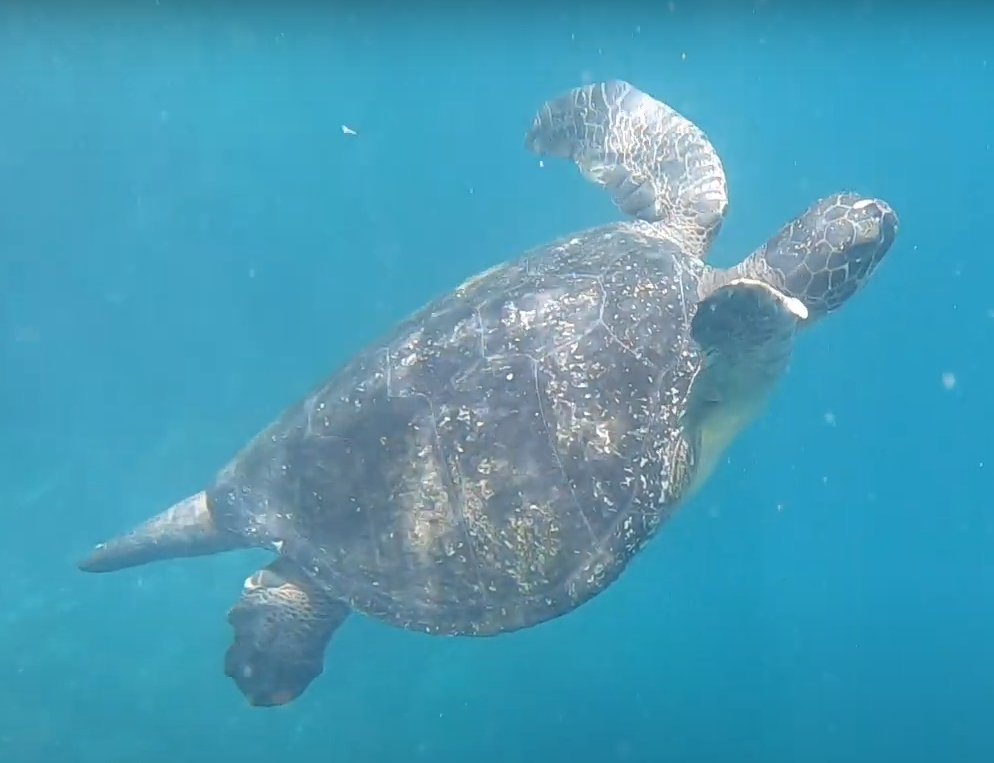 Sarah Pelaccia-Reaume tweet media