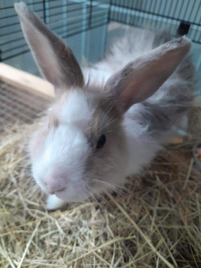 Nie ma to jak wyjść w nocy na spacer i wędrować po jezdni między samochodami…

Mały został już na szczęście zabezpieczony przez Animal Patrol Łódź.
