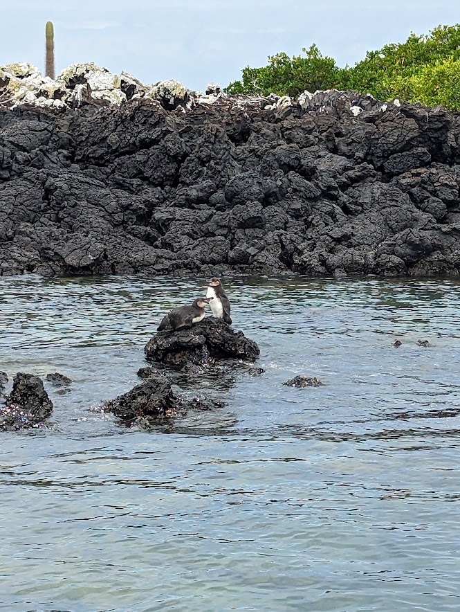 Hi! Every summer, I take a much needed break from 
 social media. I'm back and feeling refreshed! We took a trip to Galapagos Islands, Ecuador, and saw once-in-a-lifetime wildlife! Blue-footed boobies, sealions, penguins, sharks, whales, and more! Enjoy some photos!