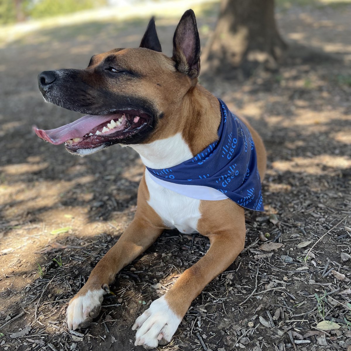 #HappyNationalDogDay from the Cisco fur-tastic family! 🐶