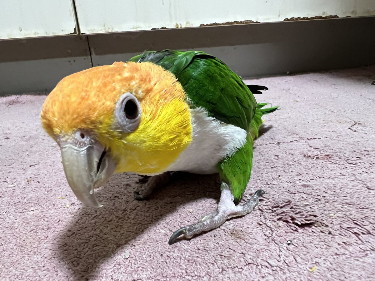 63xs's tweet photo. シロハラインコをお迎えしました🦜
#シロハラインコ https://t.co/L53FLYyVgN