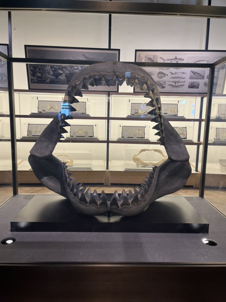 先日行った大洗水族館には巨大サメ『メガロドン』の歯の化石が展示され
