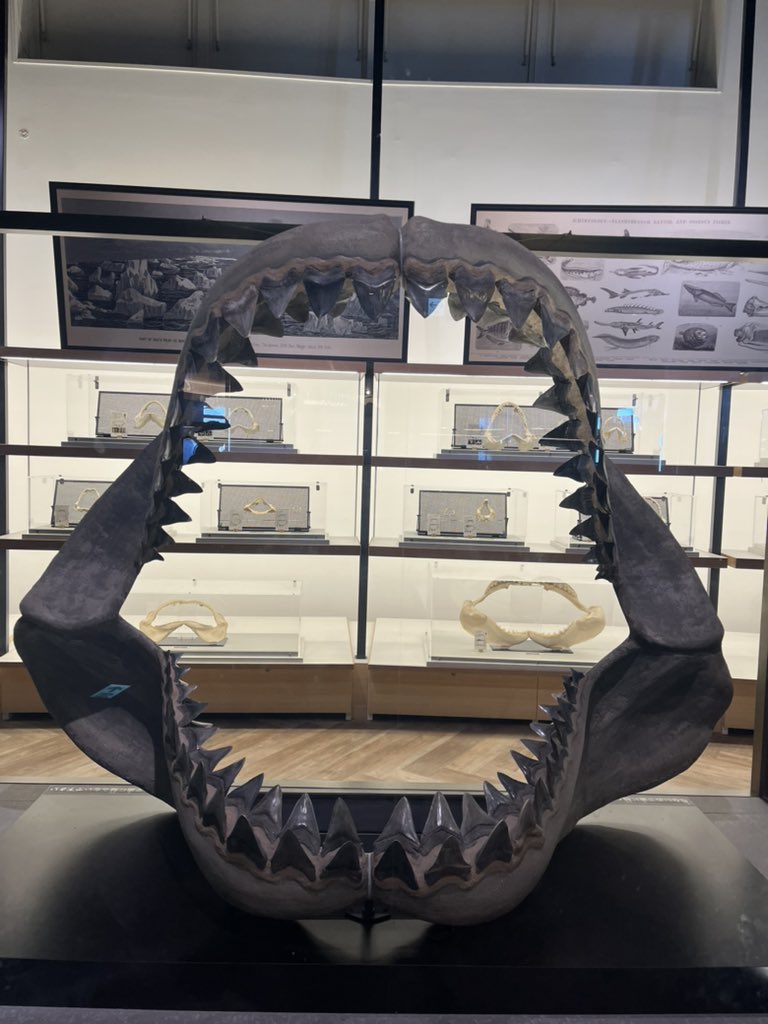 先日行った大洗水族館には巨大サメ『メガロドン』の歯の化石が展示され