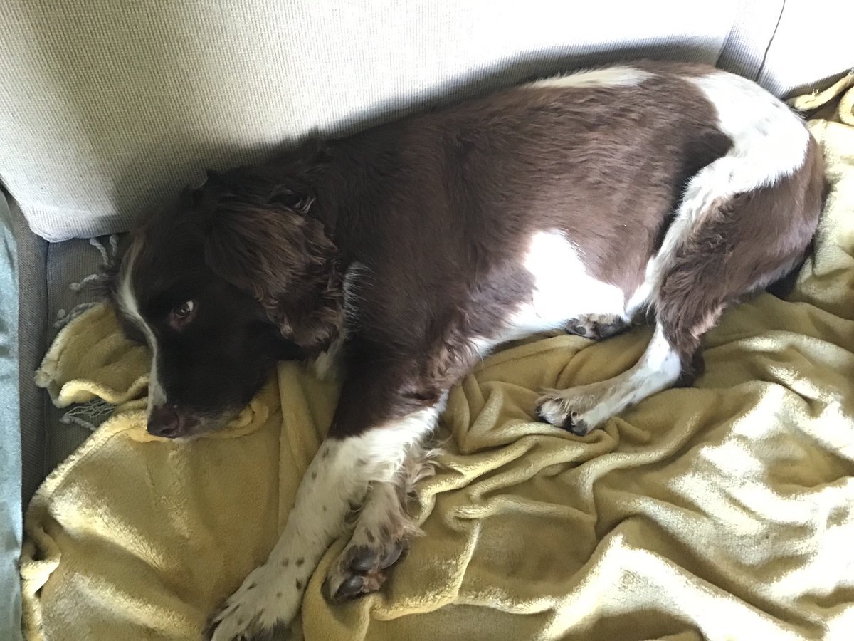 Leave me alone I’m #sleeping #dogsontwitter #dogsonx #spaniels #dogs #internationaldogday