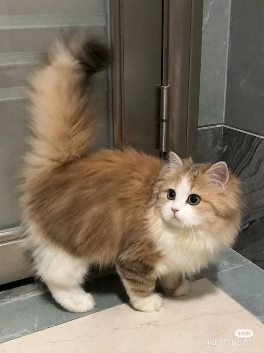 ShouldHaveCat's tweet photo. https://t.co/N9yfqwNs2j