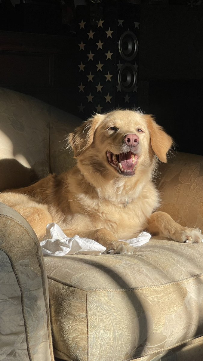 Lilli❤️ #giornatamondialedelcane