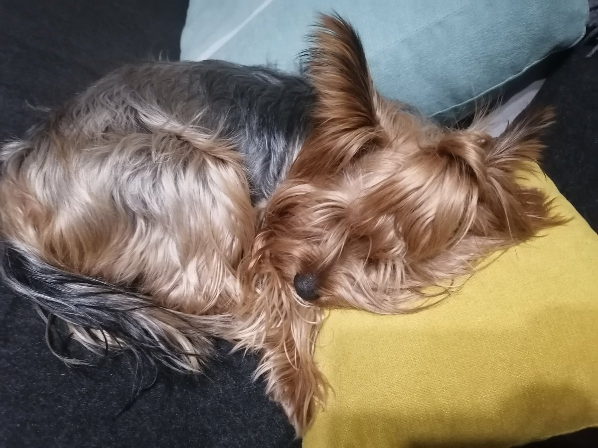 raidonrock16's tweet photo. @BadDogsCompany #nationalbaddogday
@BadDogsCompany
My bad dog🐕😜 https://t.co/cnMTFksUeG