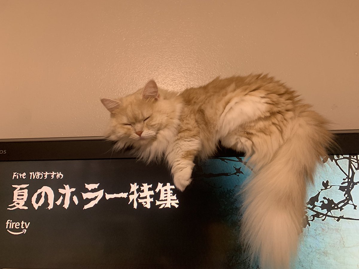 ぱっち:「夏のホラーはひんやりすると聞いたれし。実際ねてみると少し温かいれし。」
＃猫好きさんと繋がりたい