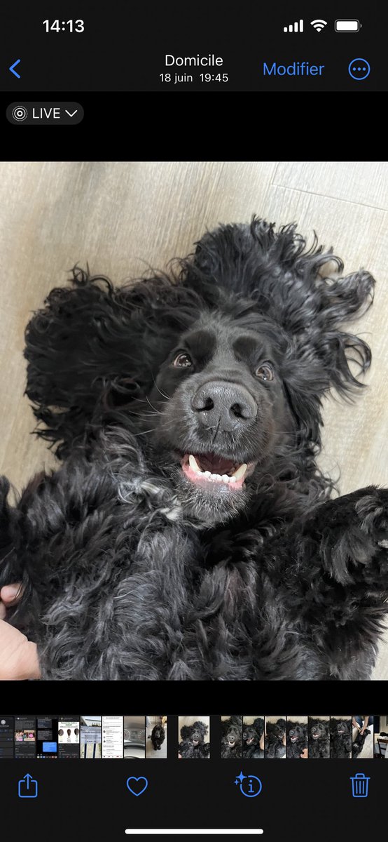 CatHugue's tweet photo. #JourneeMondialeDuChien #teamcocker 🥰❤️🥰❤️🥰 https://t.co/wb49ZVIlOI