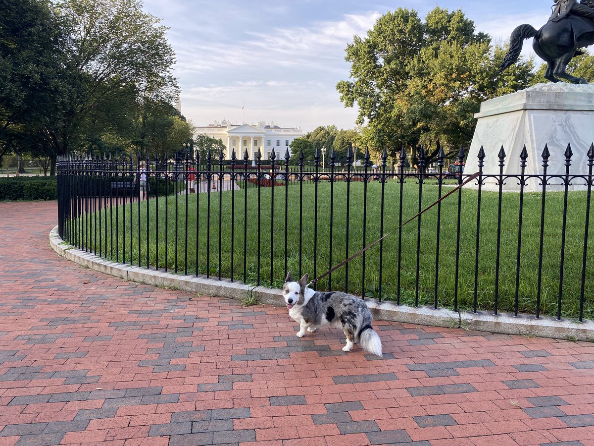 Morning in America. Mr. #jackthecorgi visits @WhiteHouse