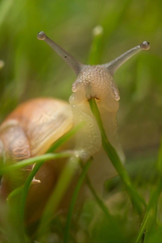 Dungdbvn's tweet photo. #snail #pet #animal #cute #lego #relaxing https://t.co/dt5kCaavwN