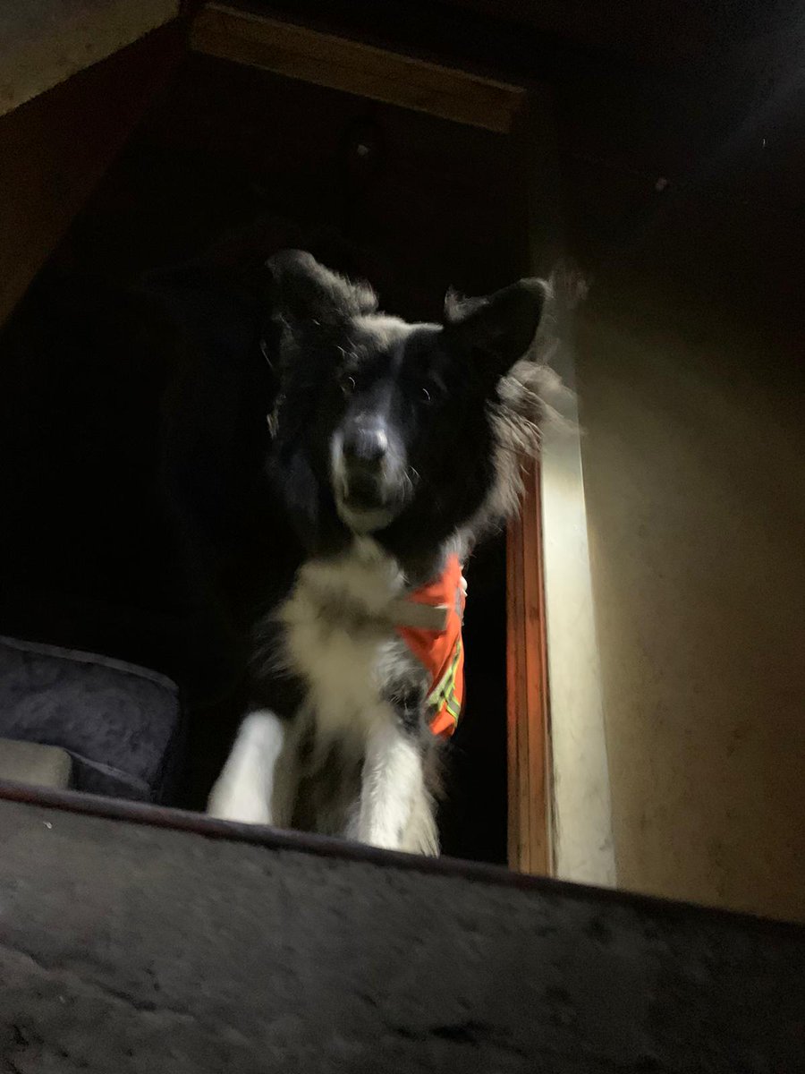 TrossachsSAR's tweet image. Happy international dog day from all our USAR search dogs
@ArnoldClark @fire_scot @PoliceScotland @PSOSDogs @PSOSStirling @PSOSForthValley #volunteers #searchdogs
