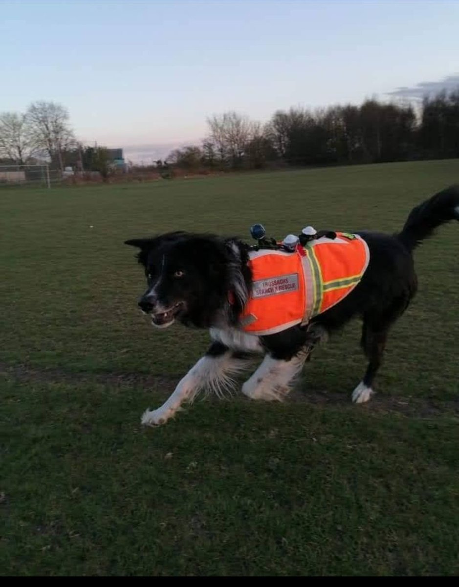 TrossachsSAR's tweet image. Happy international dog day from all our USAR search dogs
@ArnoldClark @fire_scot @PoliceScotland @PSOSDogs @PSOSStirling @PSOSForthValley #volunteers #searchdogs