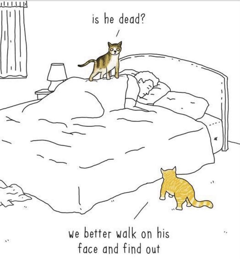 BeaconAnimalNJ's tweet photo. Wake up - it’s #Caturday! https://t.co/EYHuwcUAwE