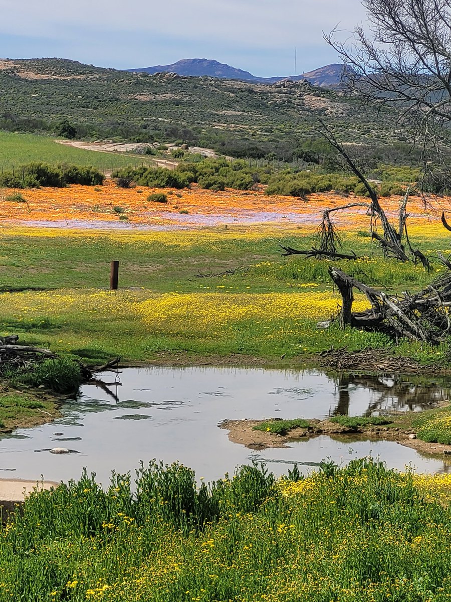 Wat 'n voorreg om hierdie naby Garies te kon afneem.