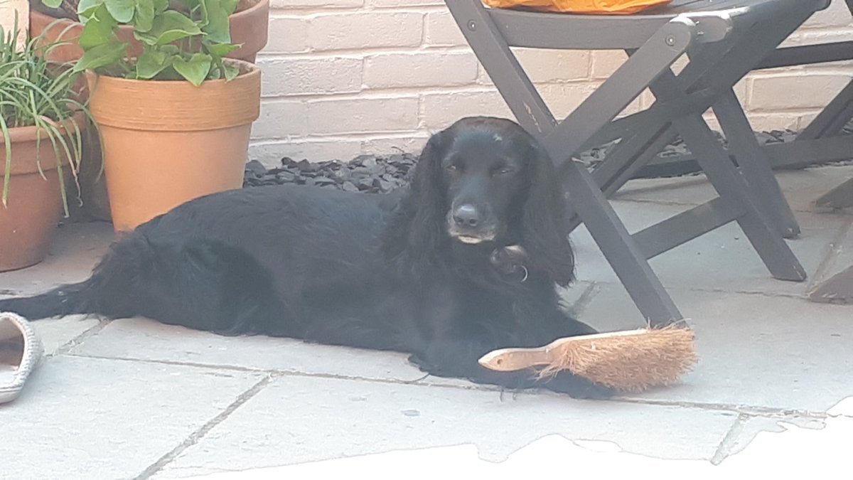 Terry Moran tweet media