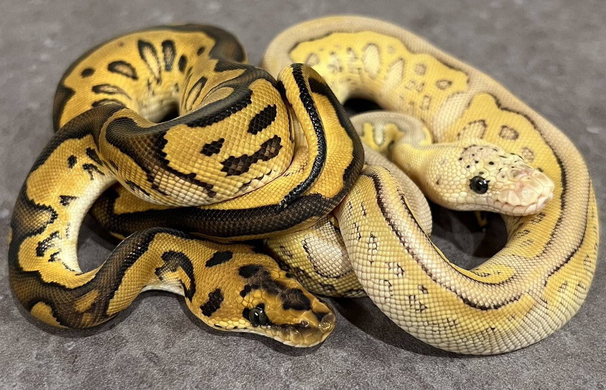 CMAIN_MORPHS's tweet photo. Leo special clown het axan 

Pastel Leo special clown het axan

#ballpython #ballpythons #ballpythonclown #ballpythonbreed #ballpythonmorph #leoperd #special https://t.co/5oq8RIWCs0