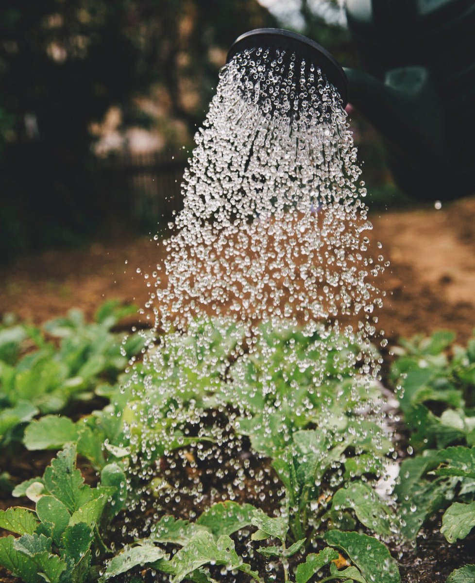 vittalium's tweet image. 🎉 NEW POST!

Discover the Future of Home Gardening: Smart Gardens are Here to Stay!

#AIinHome #AutomatedPlants #DigitalGreenThumb #FutureofGardening #HomeProduce #HomeTech #ModernHomeTrends #SmartGardens #SustainableLiving #TechsavvyGreenery

vittalium.com/discover-the-f…