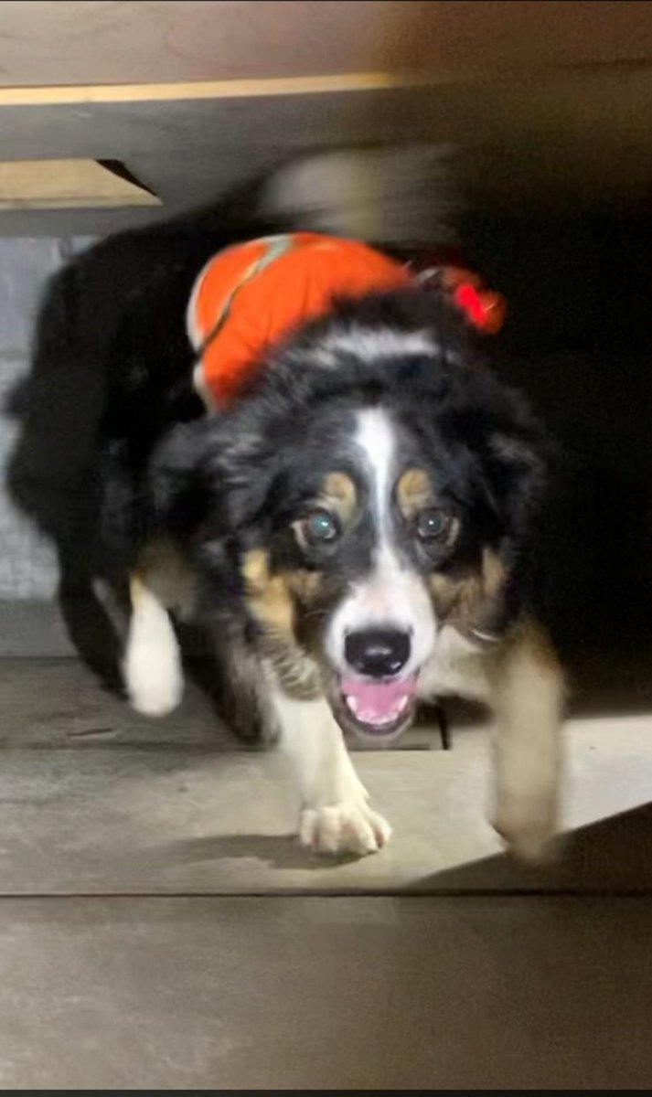 TrossachsSAR's tweet image. Happy international dog day from all our USAR search dogs
@ArnoldClark @fire_scot @PoliceScotland @PSOSDogs @PSOSStirling @PSOSForthValley #volunteers #searchdogs